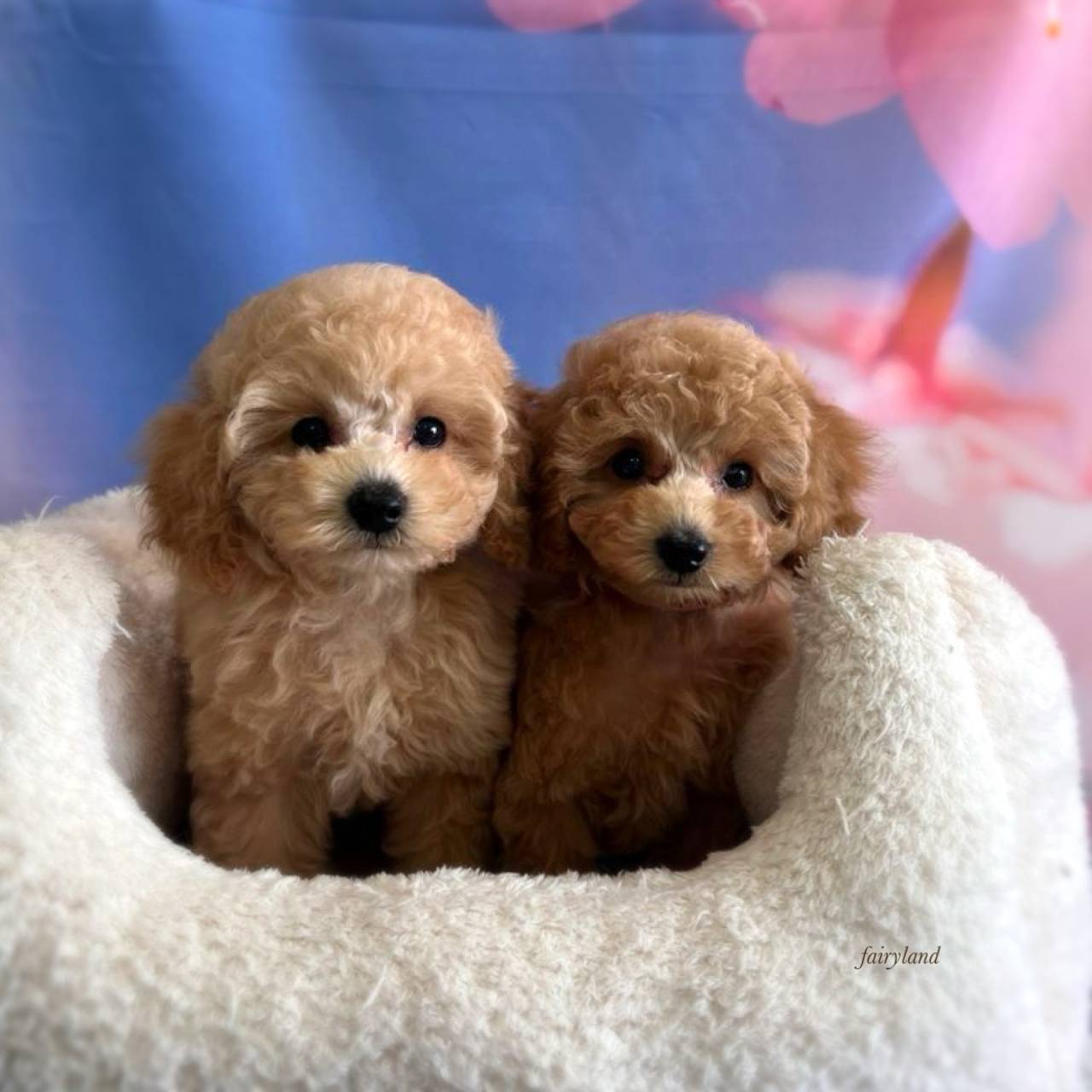 トイプードルの姉弟が巣立ちました