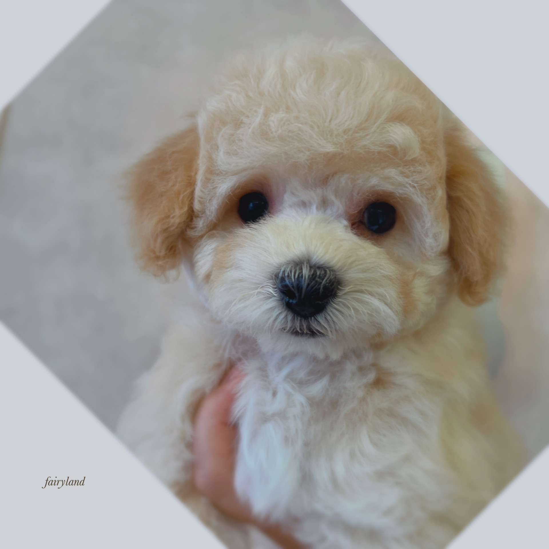 ミックス犬の女の子が巣立ちました