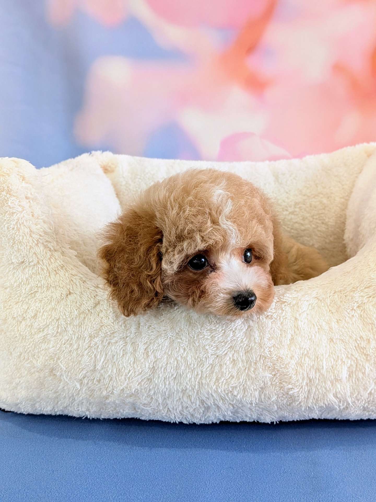 トイプードル・ペールフォーンの女の子が巣立ちました