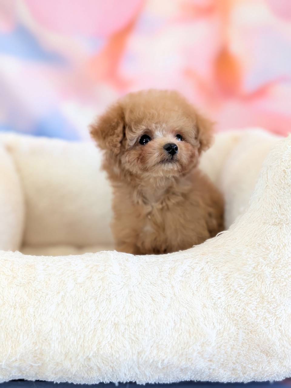 オレンジフォーンのトイプードル女の子、岩手へ巣立ちました