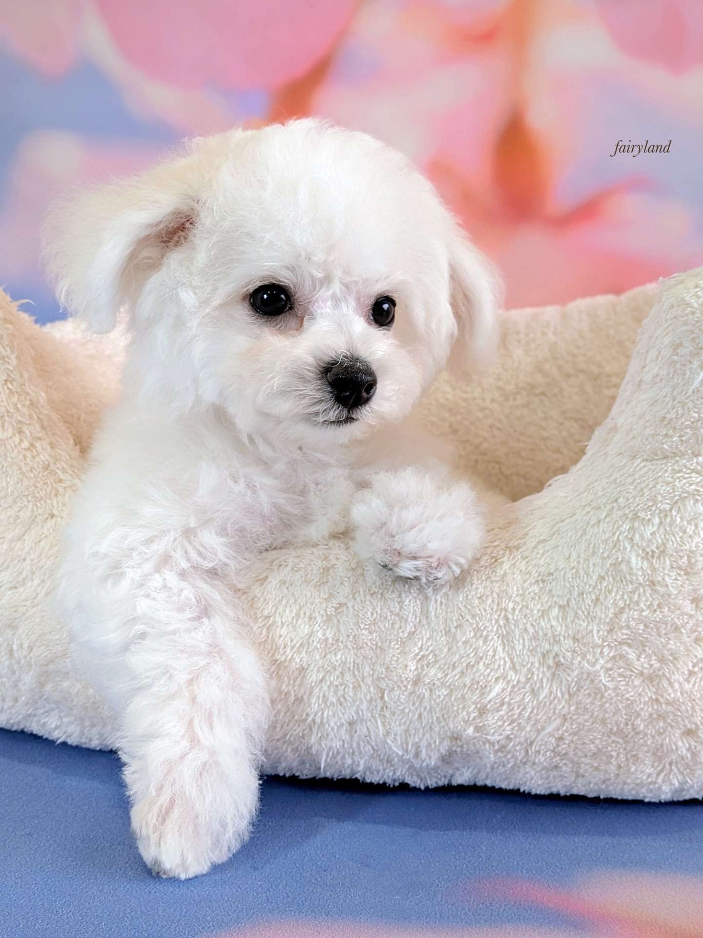 ビションの男の子、いちばんに巣立っていきました