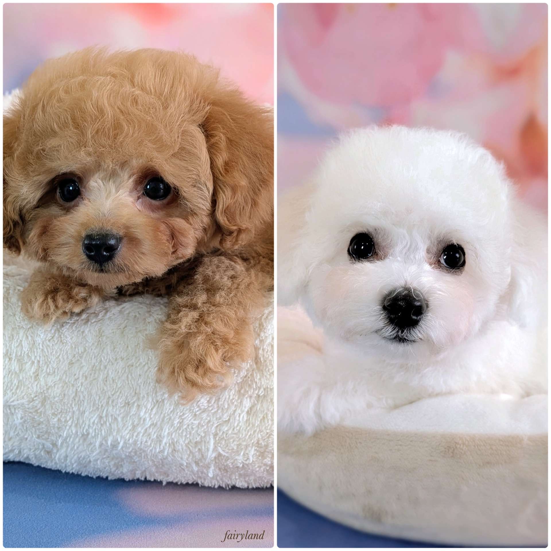 トイプードルとビションフリーゼの男の子が巣立ちました｜紫のゴムの子たちのご縁