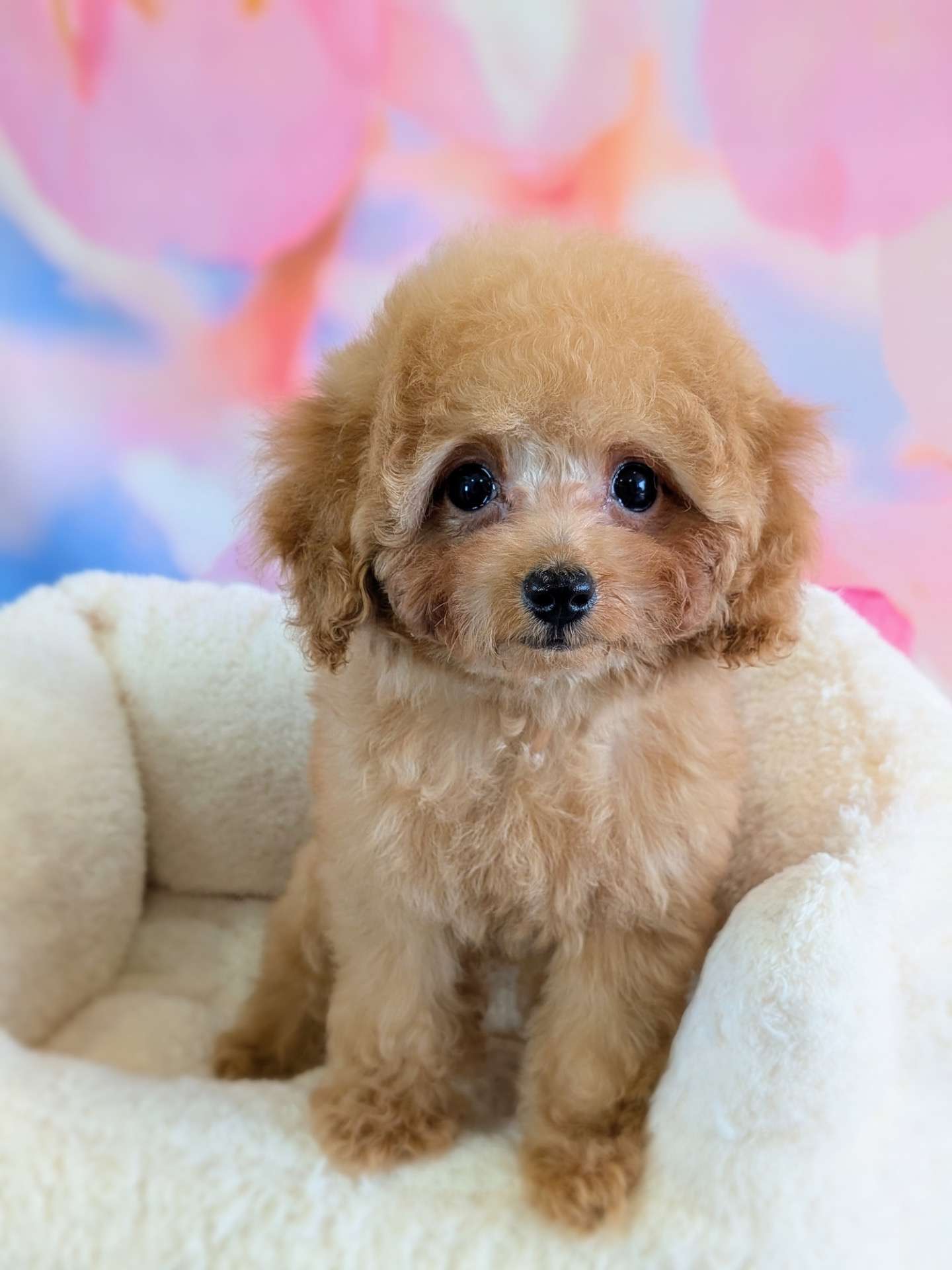 トイプードルの子犬・女の子が新しいご家族様のもとへ｜県内のご家庭へ巣立ち