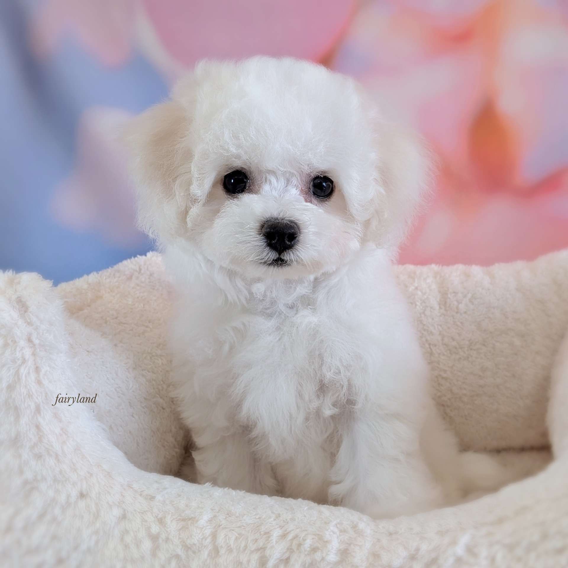 ビションフリーゼの女の子、福島県へ巣立ちました。