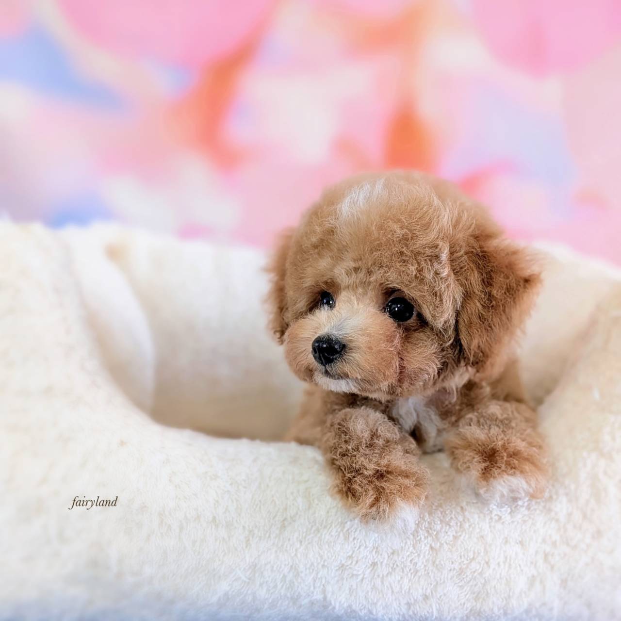 トイプードル（男の子）｜白が混じる小さな子が巣立ちました。