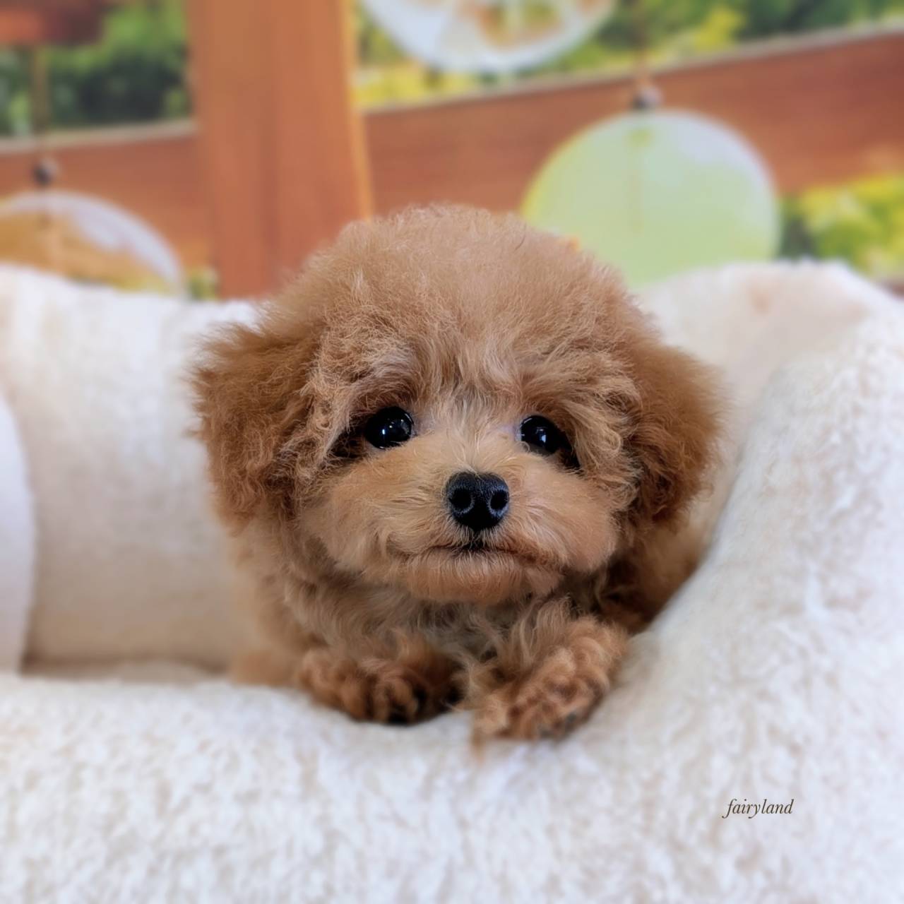 淡い毛色のトイプードル女の子｜元気いっぱいの子犬が巣立ちました