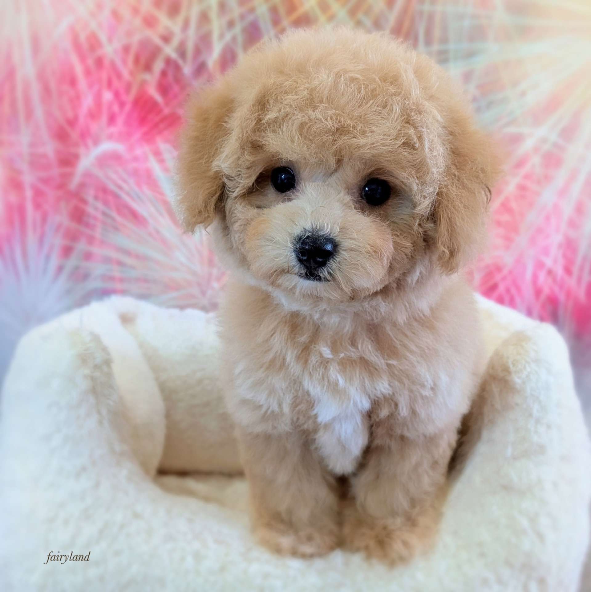 ビションプー子犬の巣立ち｜同じママから生まれた姉妹のご縁がつながりました