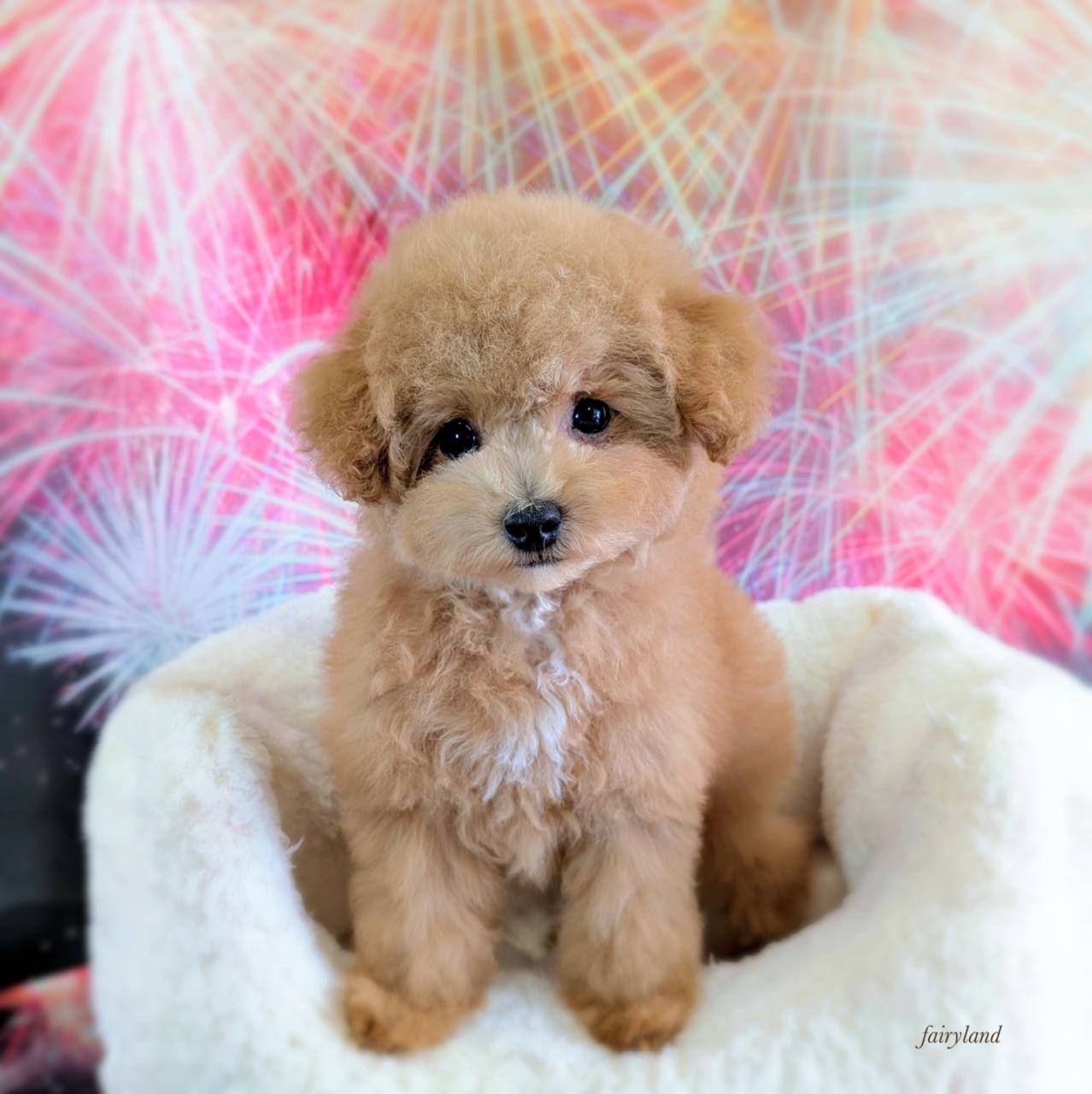 子犬の巣立ち｜小さな命が力強く育つまで