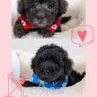 プードルのご家族様を募集します