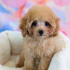 トイプードルの子犬・女の子が新しいご家族様のもとへ｜県内のご家庭へ巣立ち