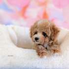 トイプードル（男の子）｜白が混じる小さな子が巣立ちました。